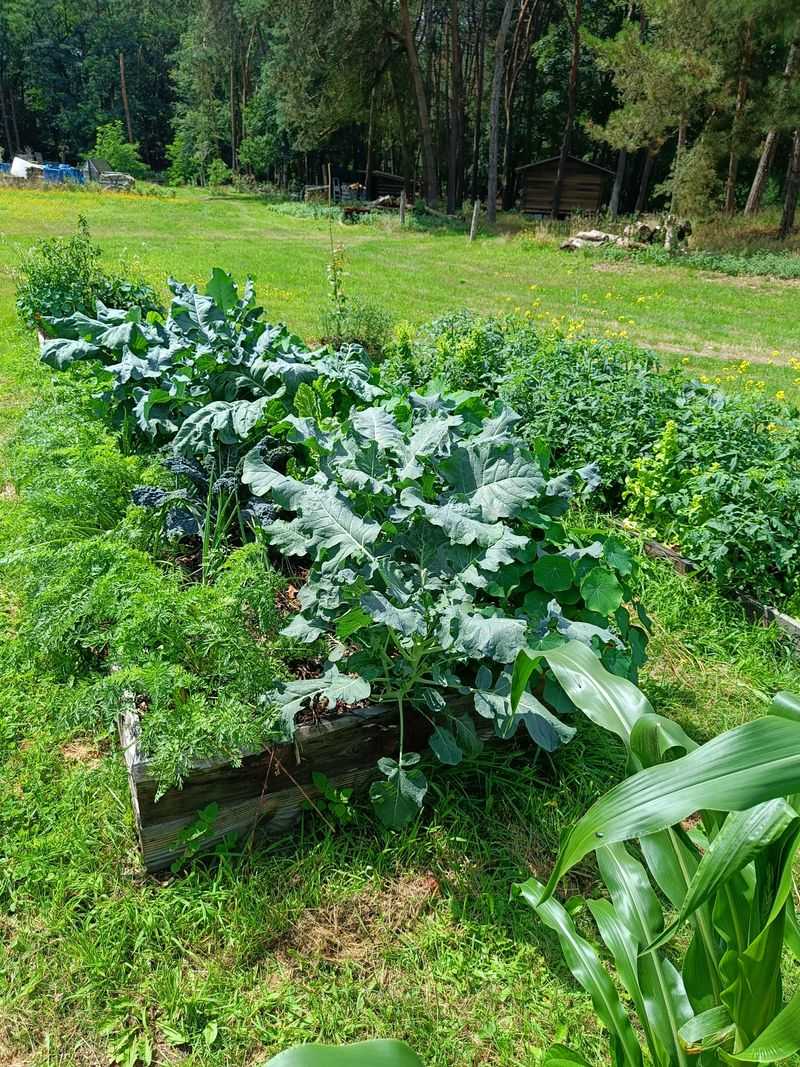 Edible Crops Can Contact Contaminated Soil Edible Crops Can Contact Contaminated Soil