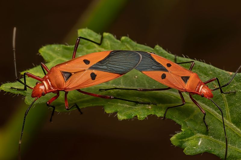Effective Ways To Stop Chinch Bugs