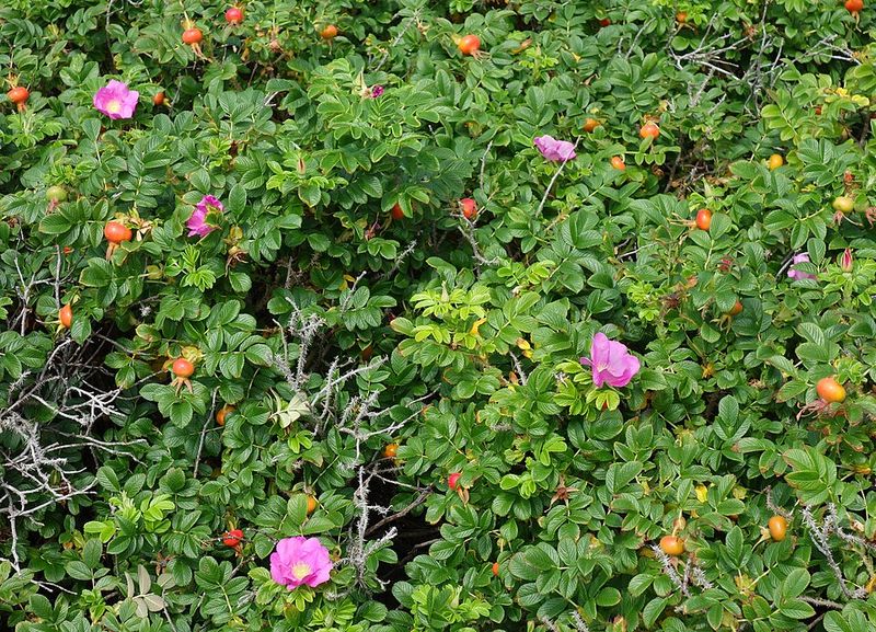Efficient Foliage Structure Limits Water Demand
