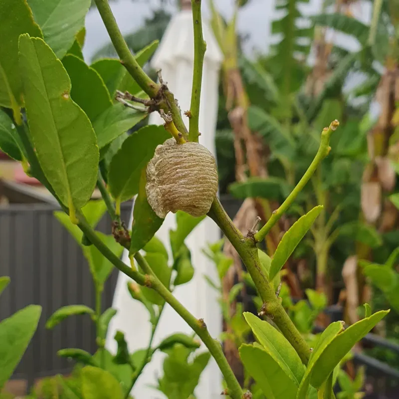 Egg Cases Can Mean More Mantises Next Year Egg Cases Can Mean More Mantises Next Year