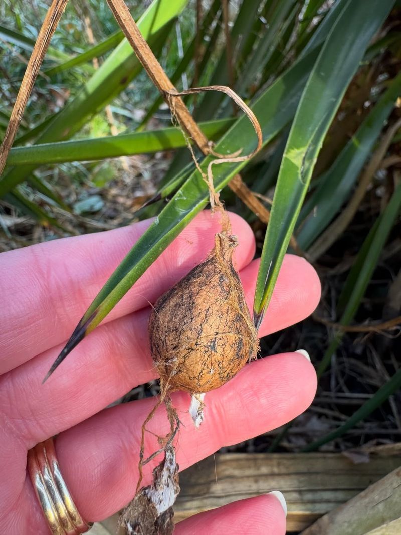 Egg Sacs Appear Near Protected Areas