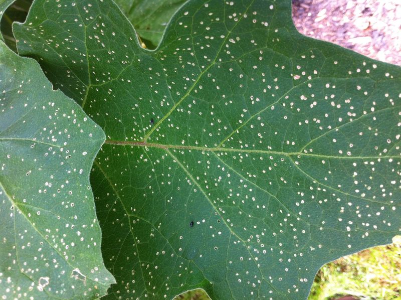 Eggplant Leaves Develop Early Pinholes Eggplant Leaves Develop Early Pinholes