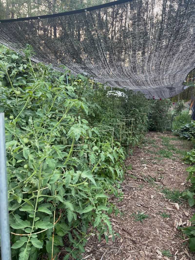 Eggplant Needs Gentle Cover