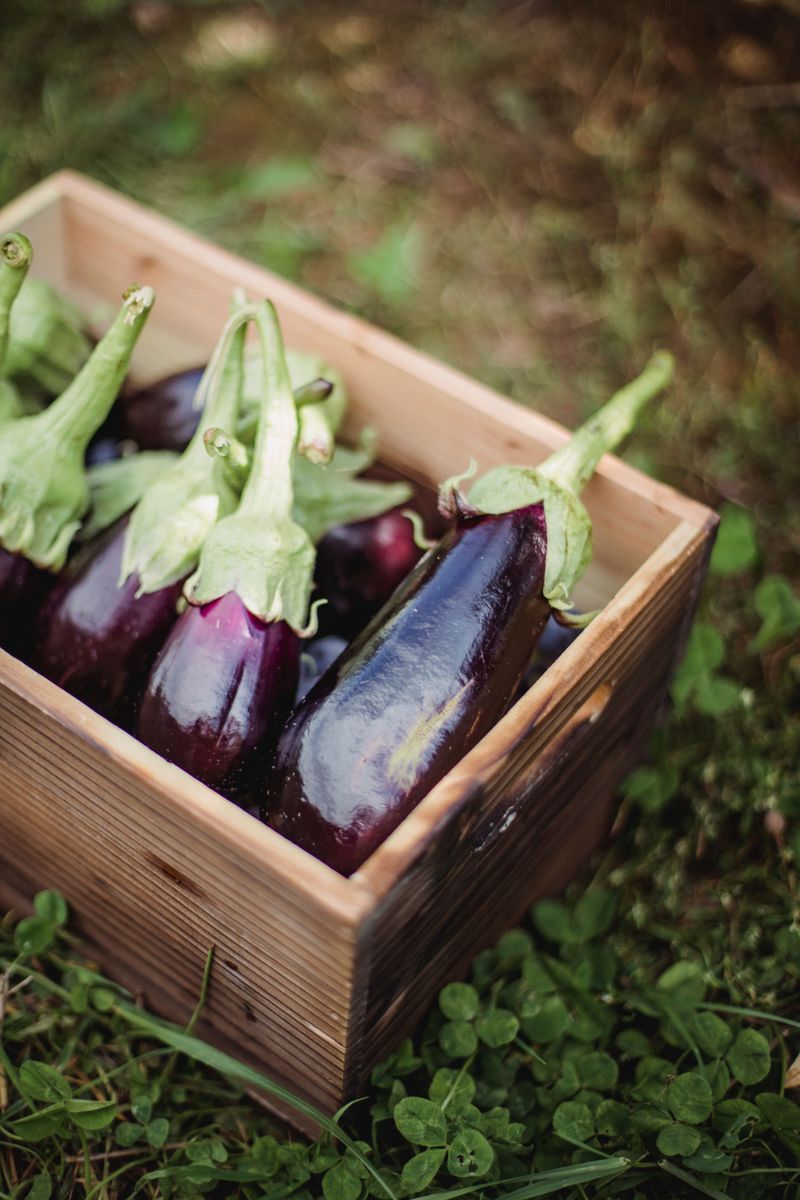 Eggplant Eggplant