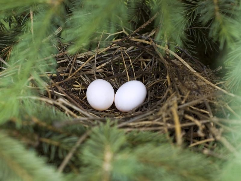 Eggs May Arrive Soon
