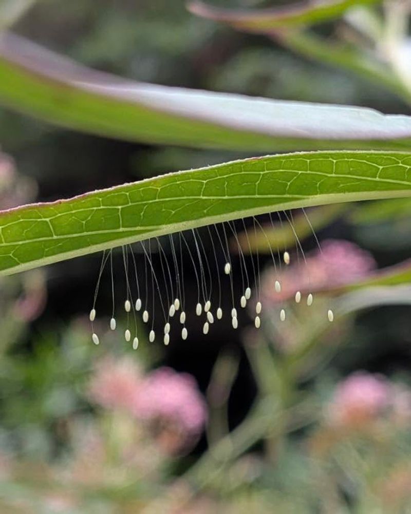 Eggs May Be Hanging On Stalks Eggs May Be Hanging On Stalks