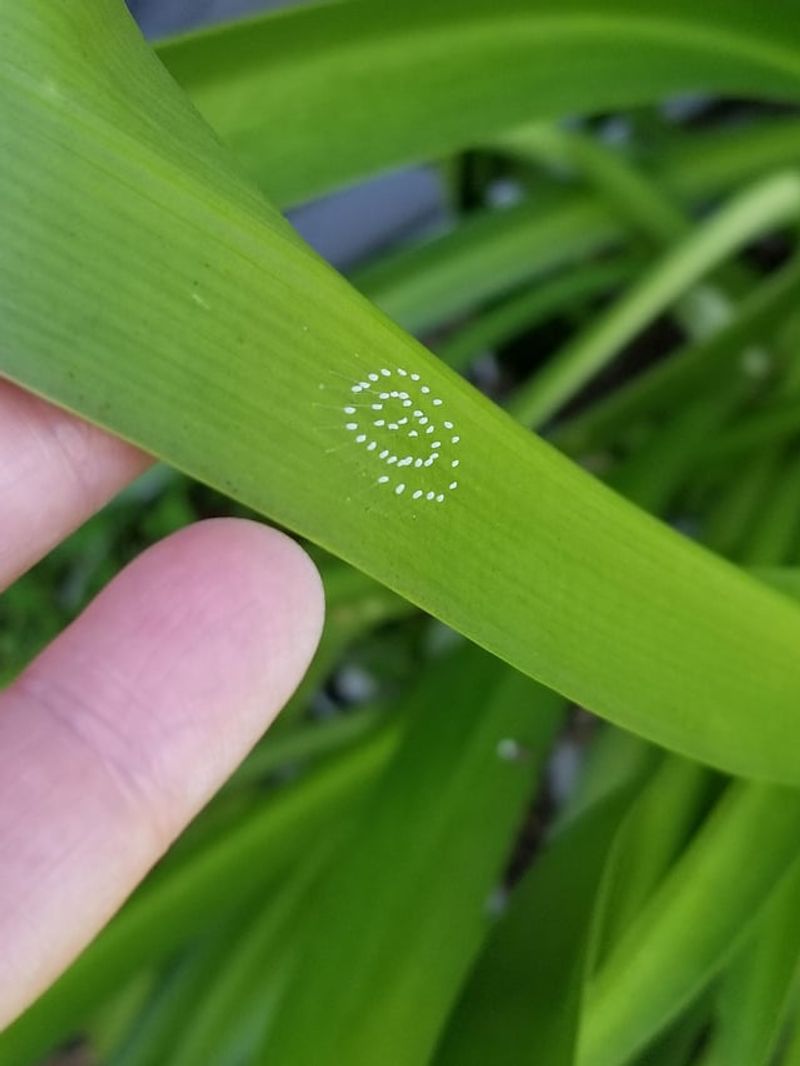 Eggs Stand On Tiny Stalks