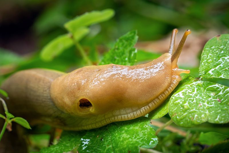 Eggshells Scattered Around Plants Deter Slugs