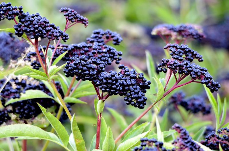 Elderberry Elderberry