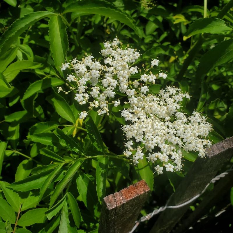 Elderberry Has Opposite Compound Leaves And Broad Flower Clusters Elderberry Has Opposite Compound Leaves And Broad Flower Clusters