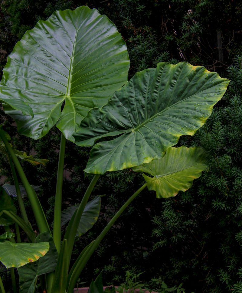 Elephant Ears Elephant Ears