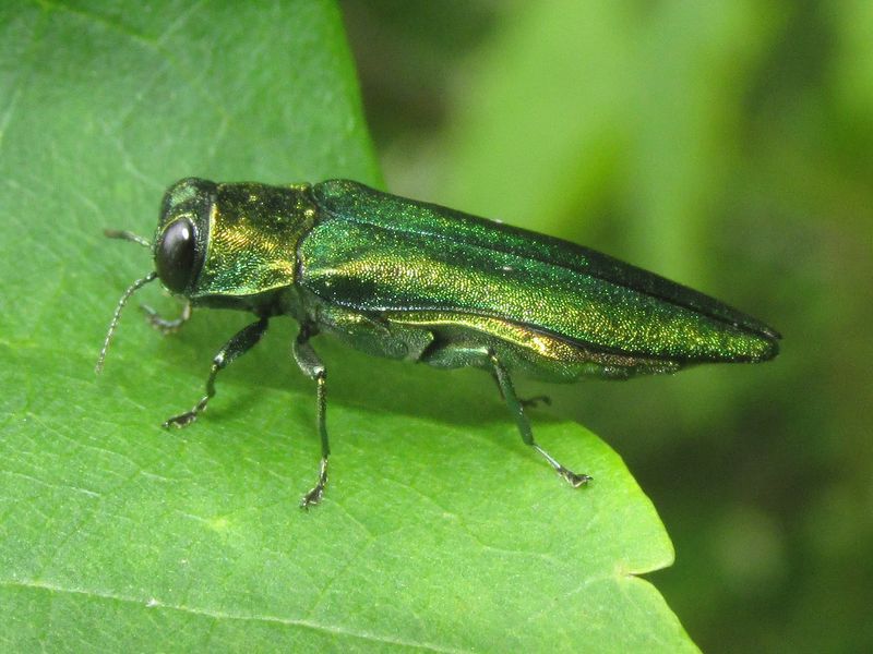 Emerald Ash Borer Is The Beetle Behind The Damage Emerald Ash Borer Is The Beetle Behind The Damage