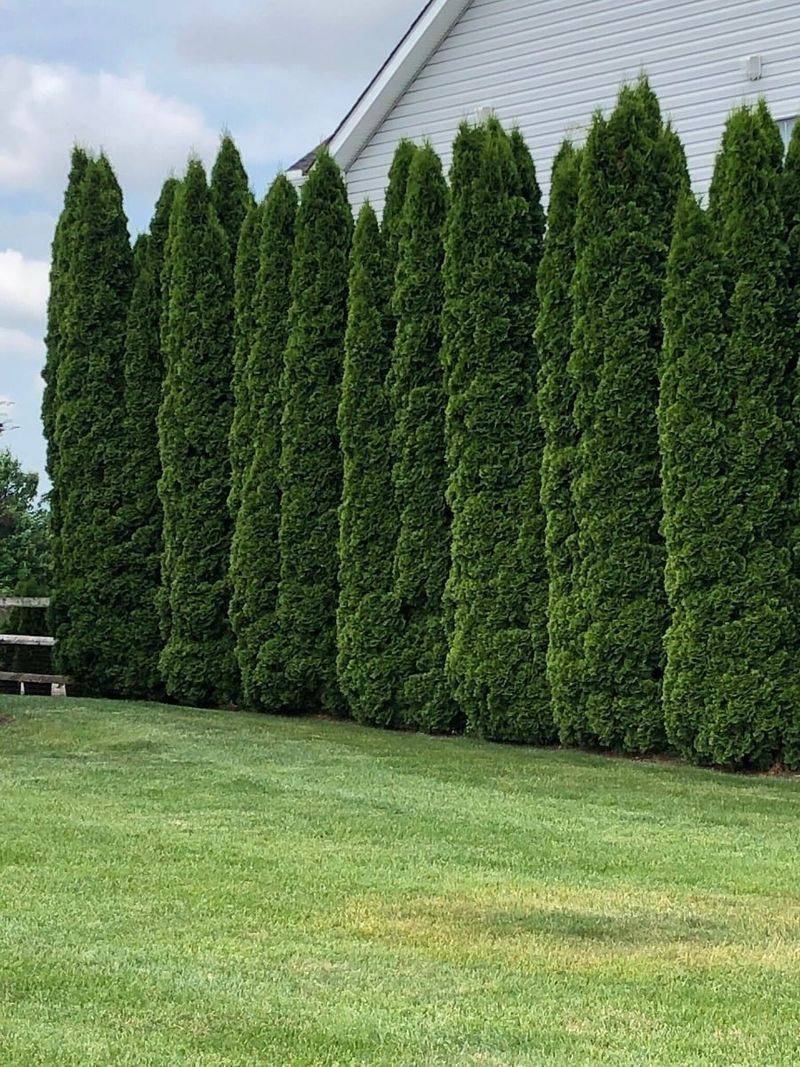 Emerald Green Arborvitae