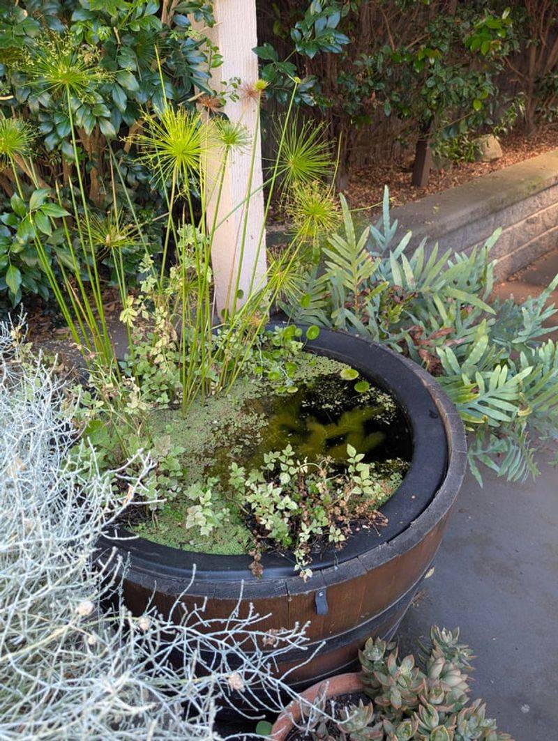Empty Plant Saucers Before Mosquitoes Multiply