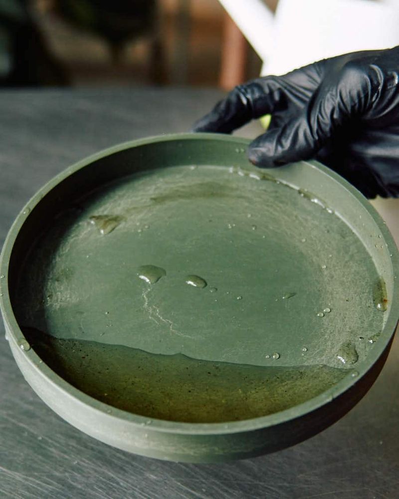 Empty Saucers After Watering Empty Saucers After Watering