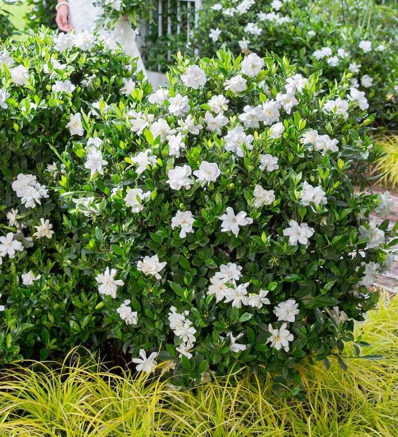Encore Azaleas Bloom Beyond Spring Encore Azaleas Bloom Beyond Spring