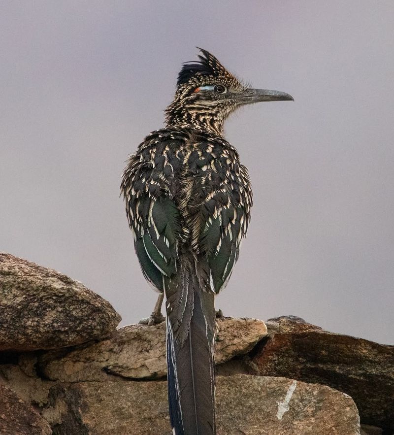 Encourage Birds That Feed On Grasshoppers Encourage Birds That Feed On Grasshoppers