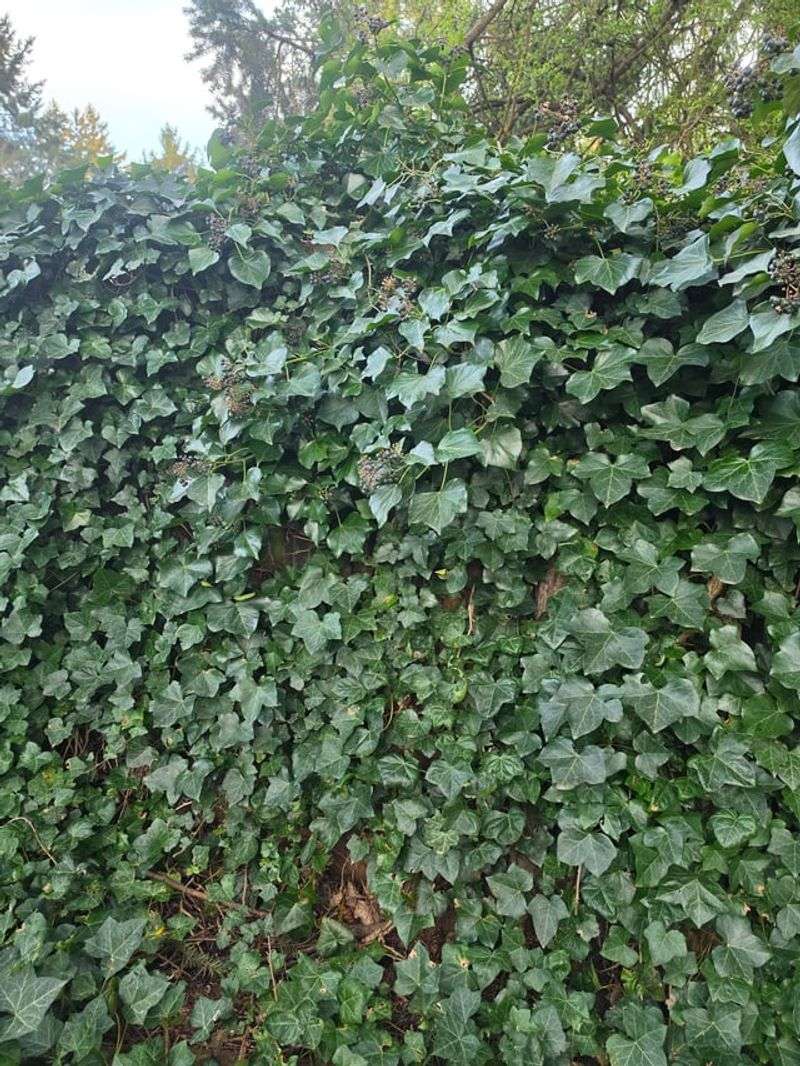 English Ivy Can Smother More Than Walls English Ivy Can Smother More Than Walls