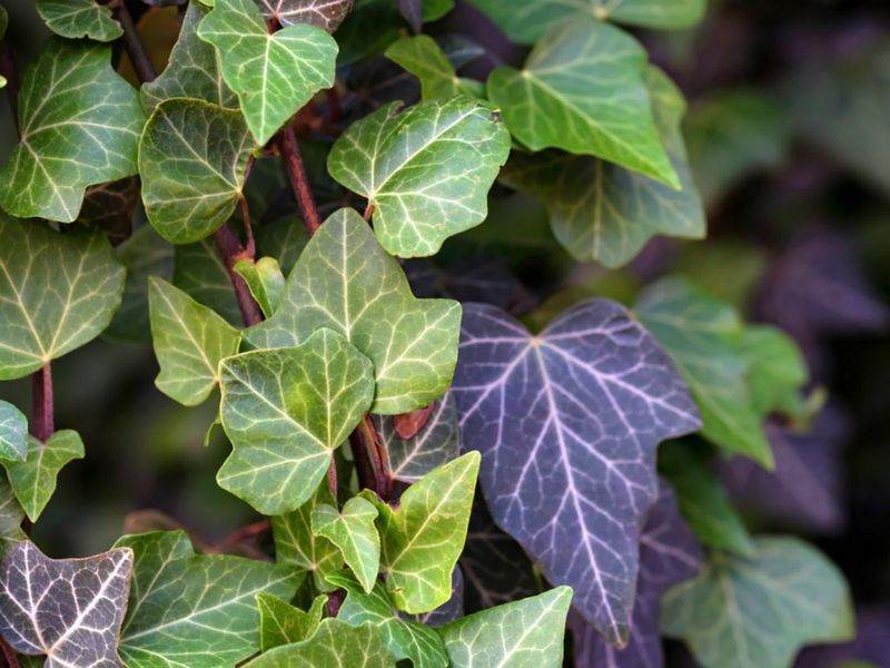 English Ivy Does More Than Cover The Ground English Ivy Does More Than Cover The Ground