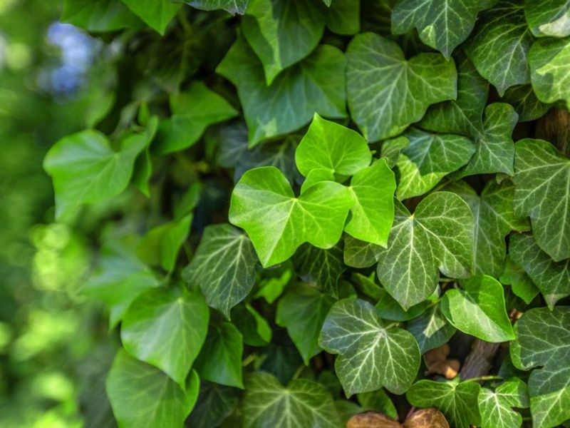 English Ivy English Ivy