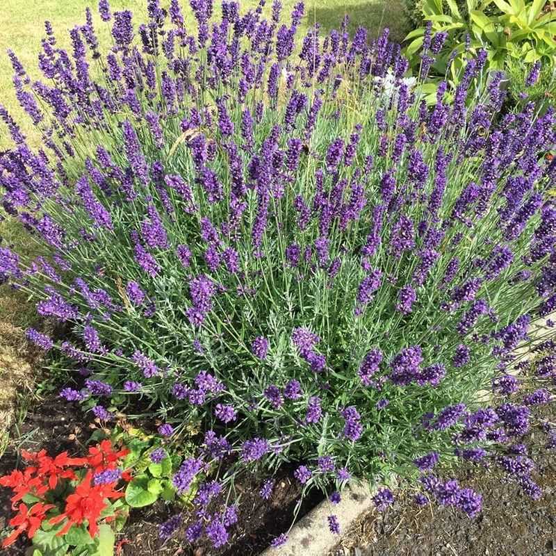 English Lavender