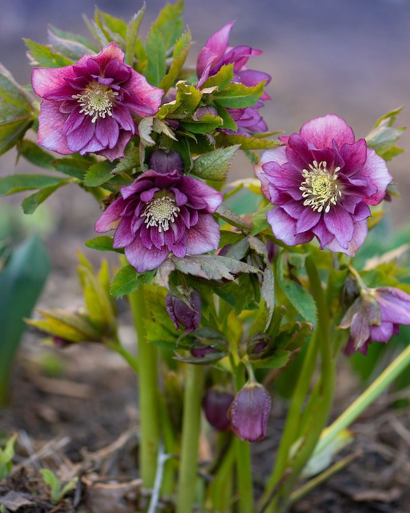Enjoy Earlier Spring Flowers With Hellebores Enjoy Earlier Spring Flowers With Hellebores