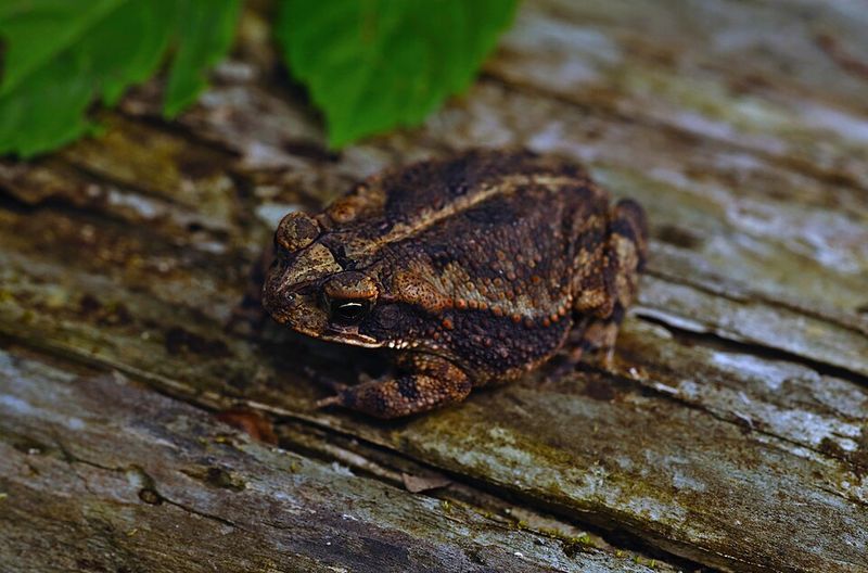 Environmental Significance Of This Backyard Visitor