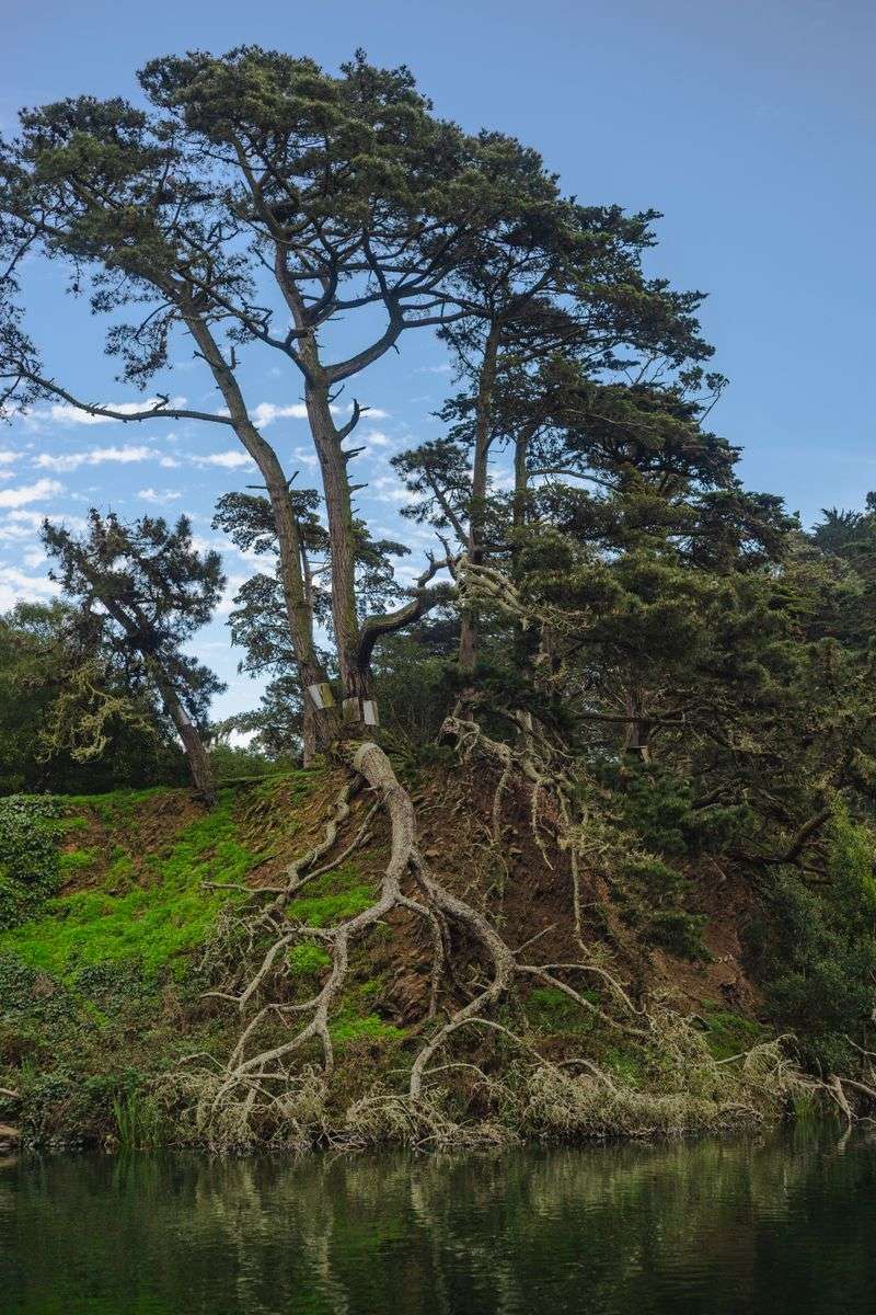Erosion Weakens Coastal Root Systems