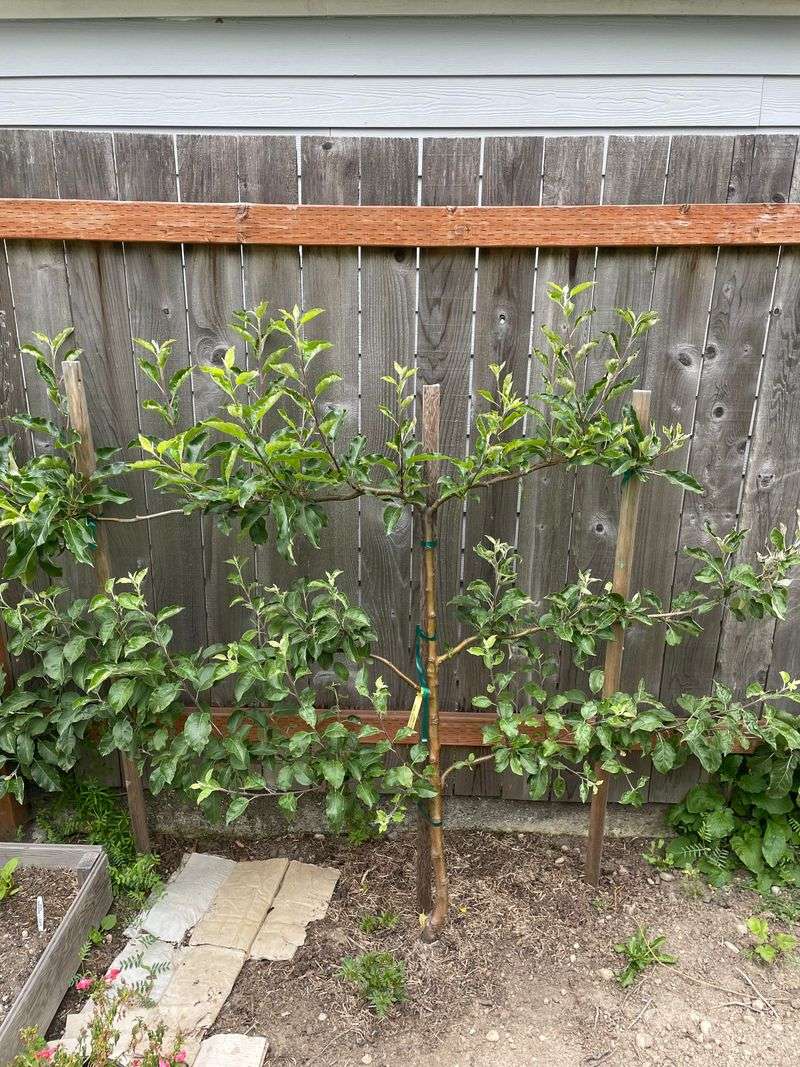 Espalier Apples Need July Shoot Shortening