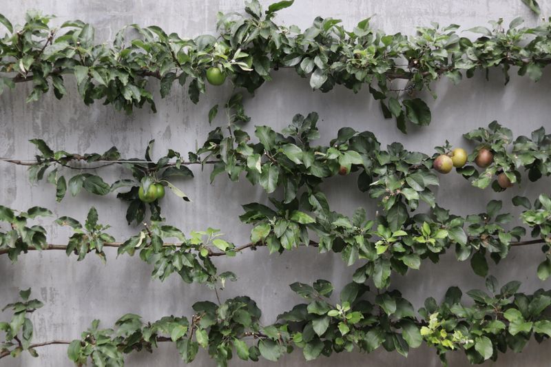 Espalier Apples Need Shoots Shortened
