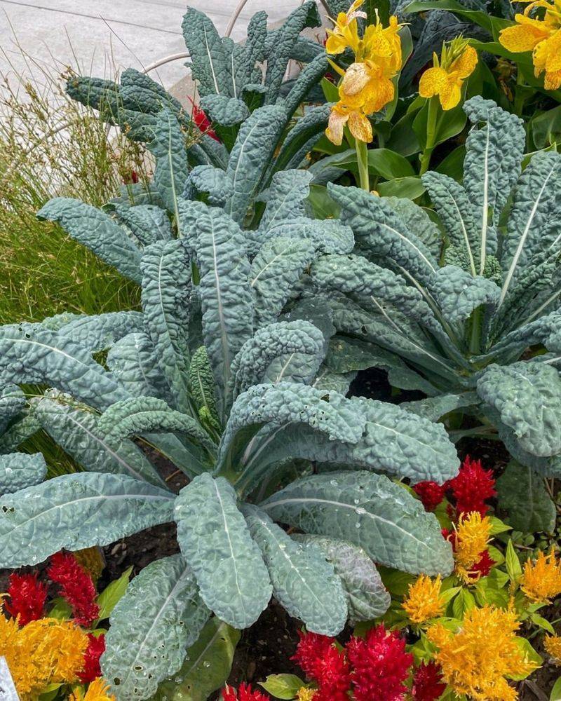 Established Kale Handles Fall Cold More Successfully Established Kale Handles Fall Cold More Successfully