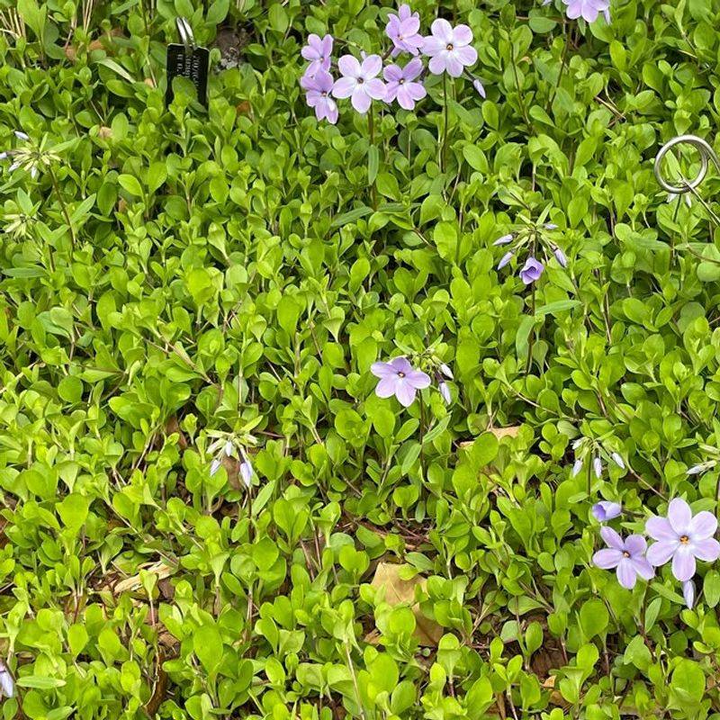 Established Native Plants Often Need Less Routine Care Established Native Plants Often Need Less Routine Care