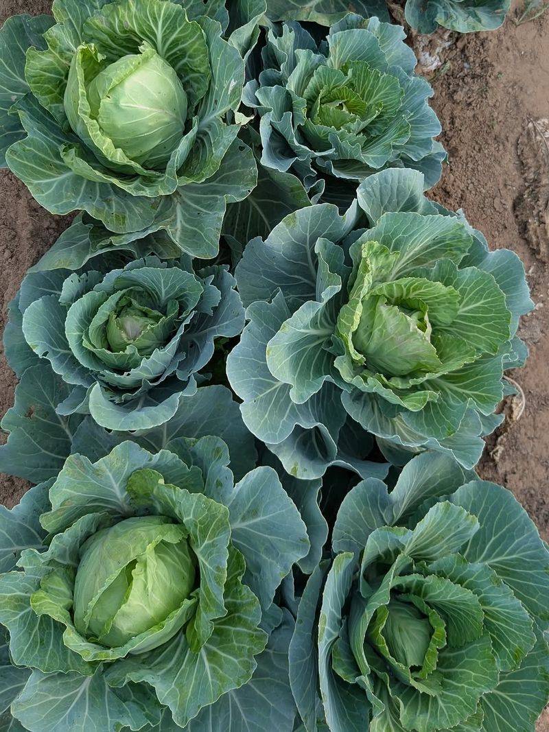 Established Plants Are Ready For Cooler Head Formation Weather Established Plants Are Ready For Cooler Head Formation Weather