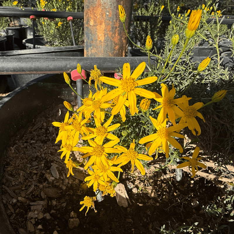 Established Plants Handle Long Dry Spells Established Plants Handle Long Dry Spells