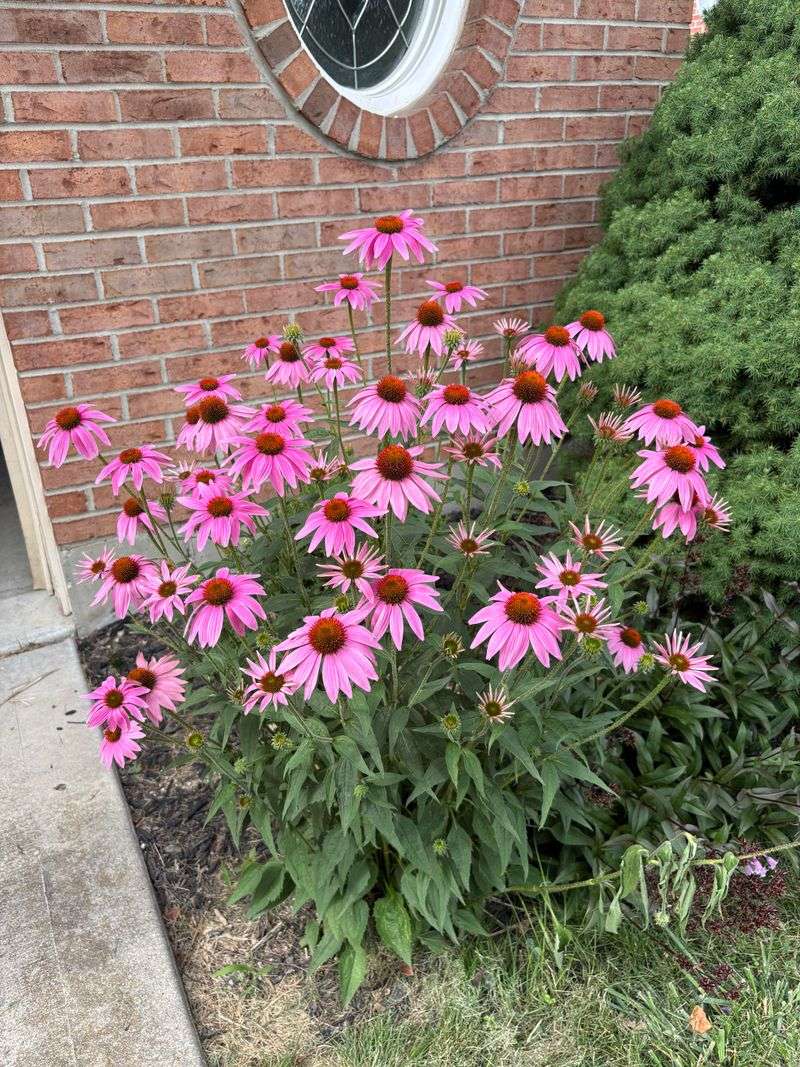 Established Plants Need Less Water Than You Think