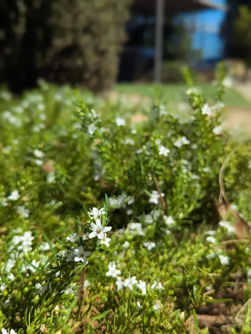 Established Plants Need Less Water Established Plants Need Less Water