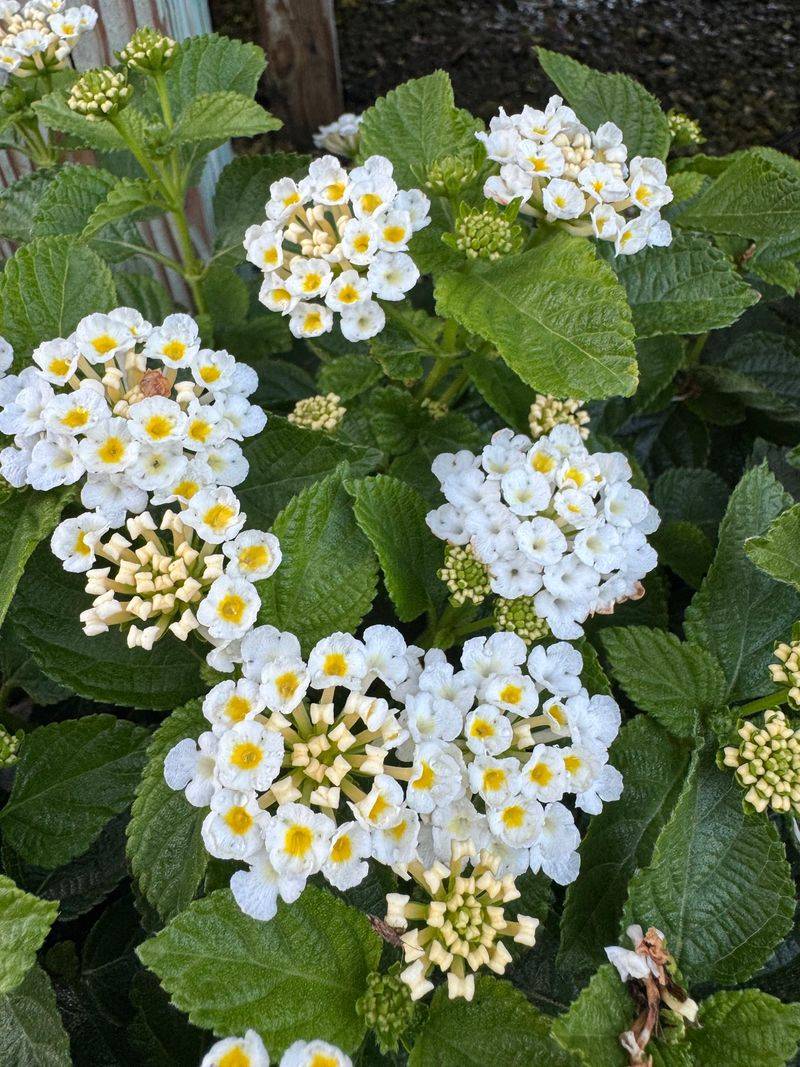 Established Plants Thrive With Less Water Established Plants Thrive With Less Water