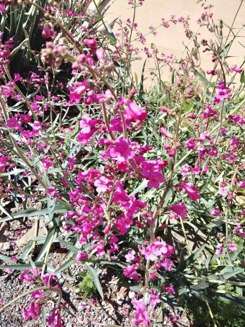 Established Plants Thrive With Very Little Water