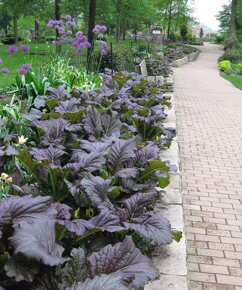 Established Plants Tolerate Light Frost Established Plants Tolerate Light Frost