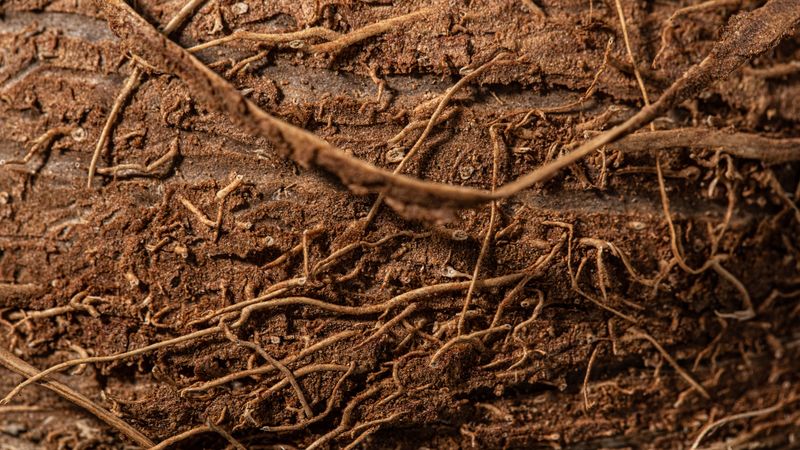 Established Roots Reach Deeper Moisture Now Established Roots Reach Deeper Moisture Now