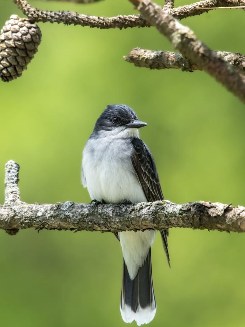 Established Territories Keep Pairs Nearby Established Territories Keep Pairs Nearby