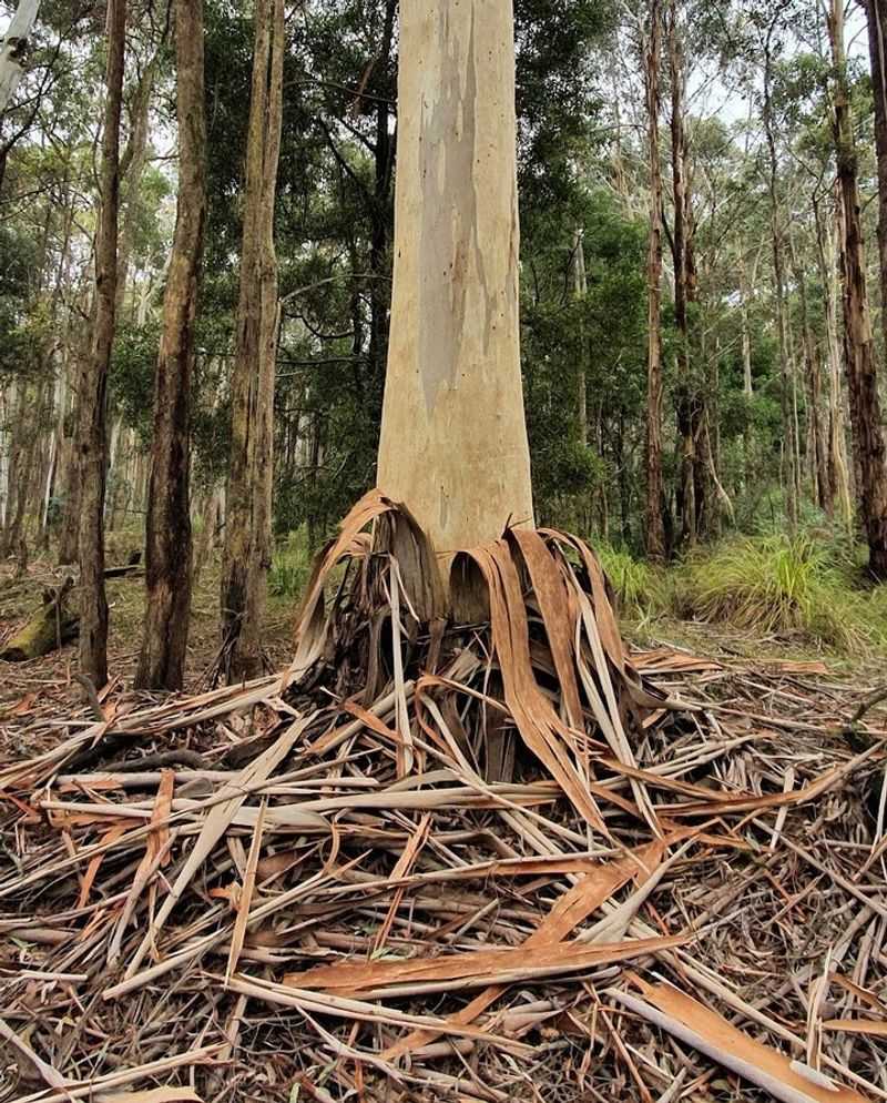 Eucalyptus Drops Flammable Bark And Leaves