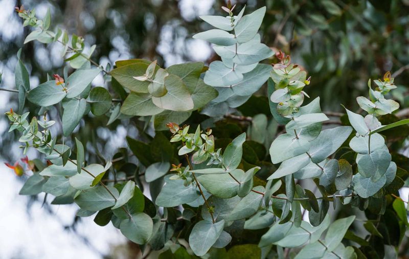 Eucalyptus In Large Containers Where Climate Allows