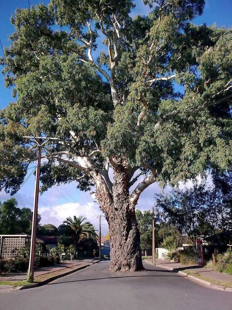 Eucalyptus Is Not A Small-Yard Tree Eucalyptus Is Not A Small-Yard Tree