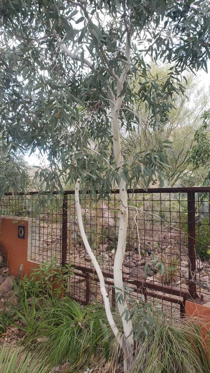 Eucalyptus Sheds Oily Bark And Leaf Litter