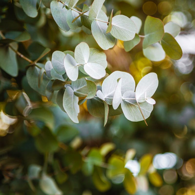Eucalyptus Eucalyptus