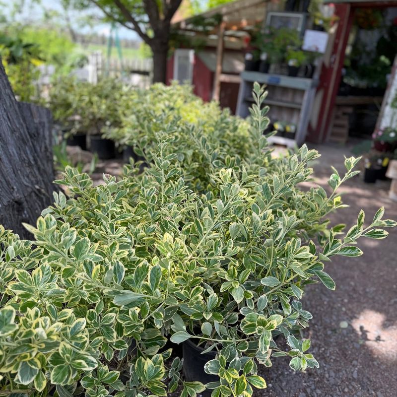 Euonymus Euonymus