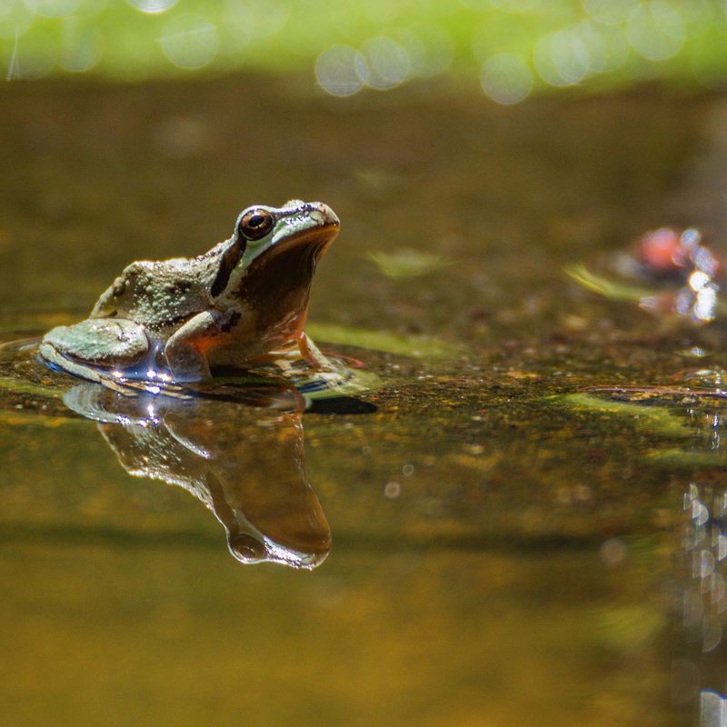 Even Tiny Water Sources Can Draw Them In Even Tiny Water Sources Can Draw Them In