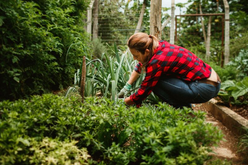 Evening Garden Checks Catch Problems Before Morning Evening Garden Checks Catch Problems Before Morning