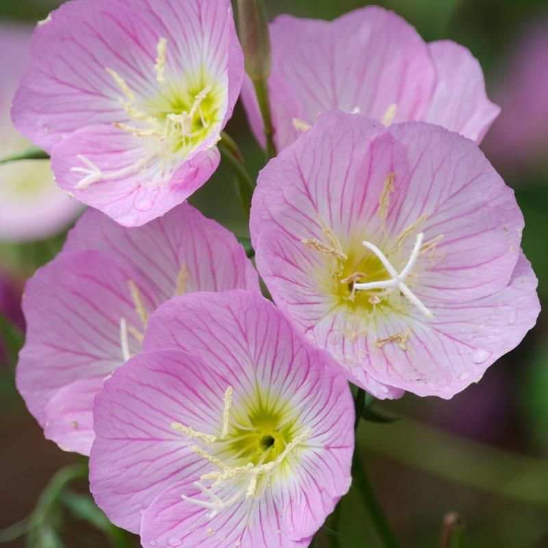 Evening Primrose Glows At Dusk Evening Primrose Glows At Dusk